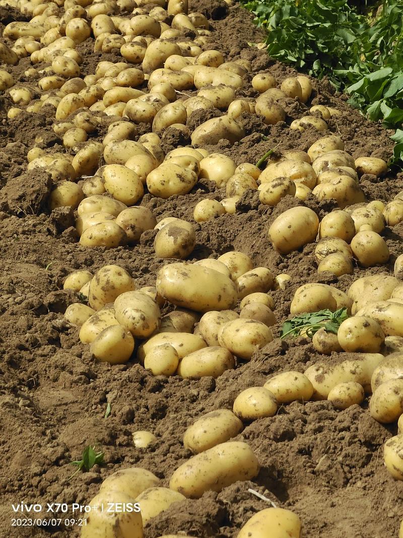 土豆，黄心黄皮土豆出售！产地供应一条龙服务让您无后顾之忧