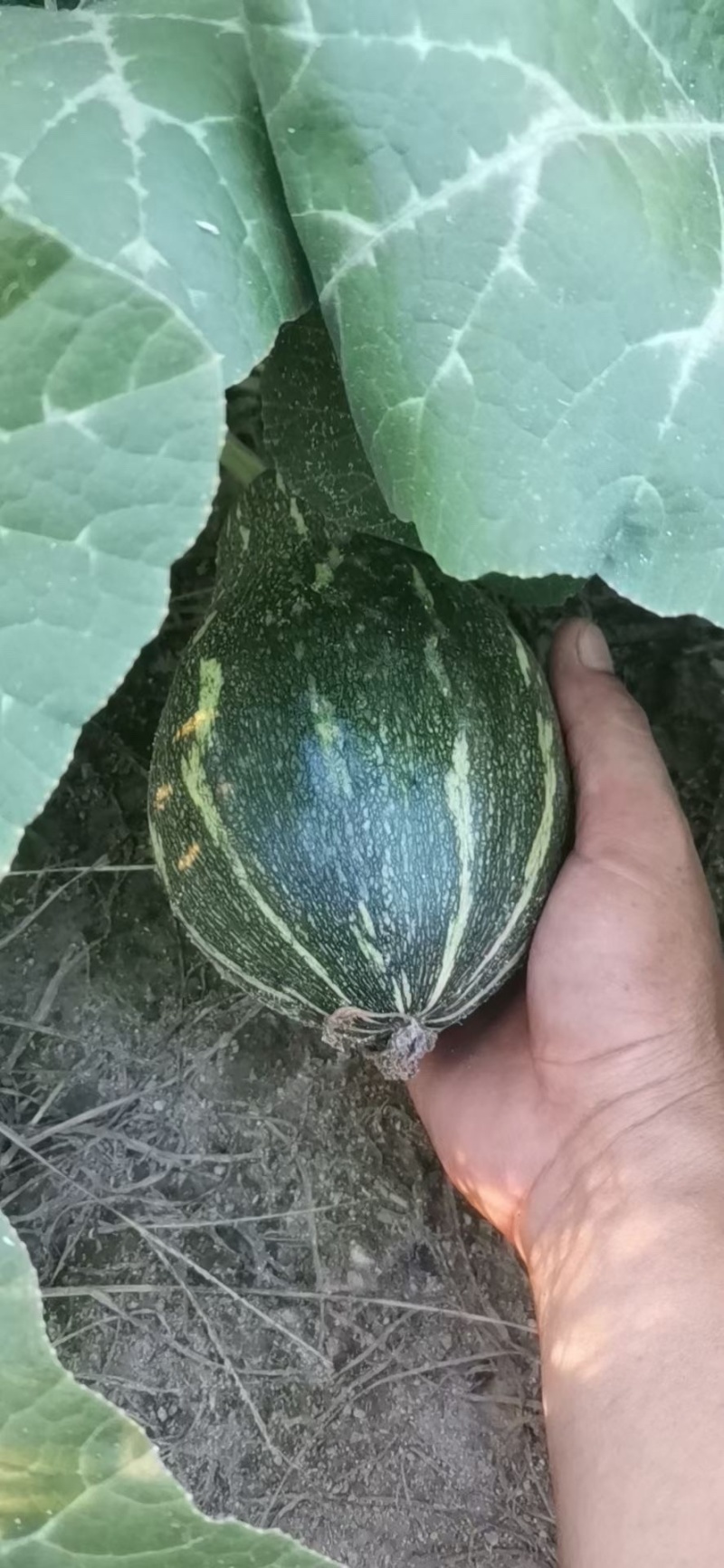 香芋南瓜