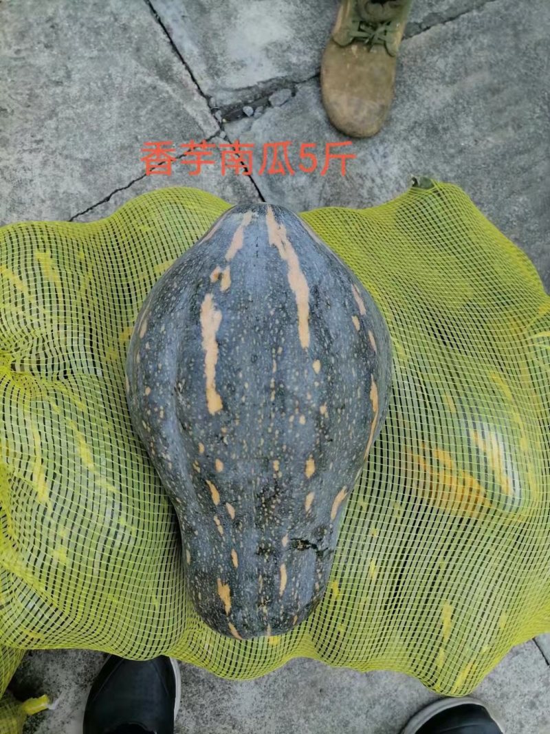 香芋南瓜
