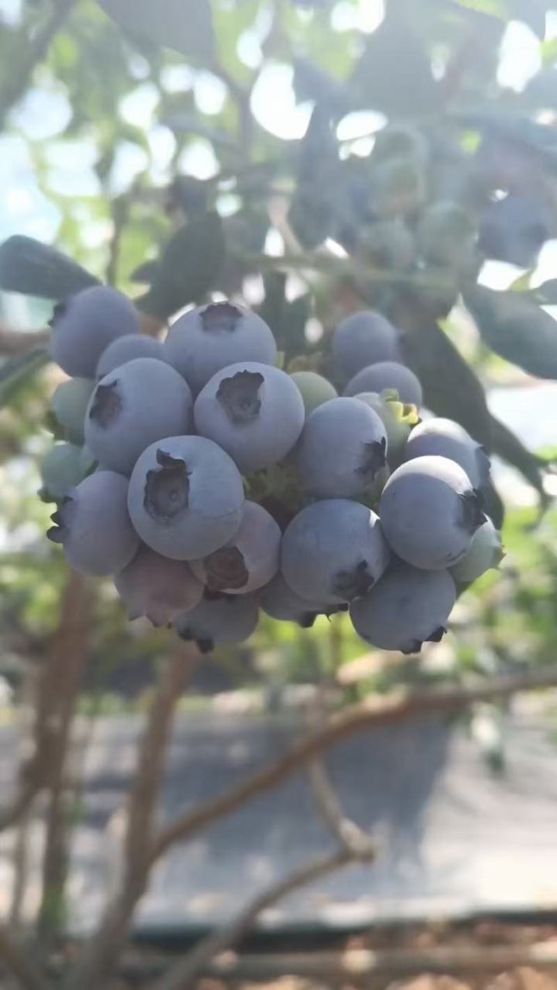 可散货，可包装，有需要的老板可以联系哈