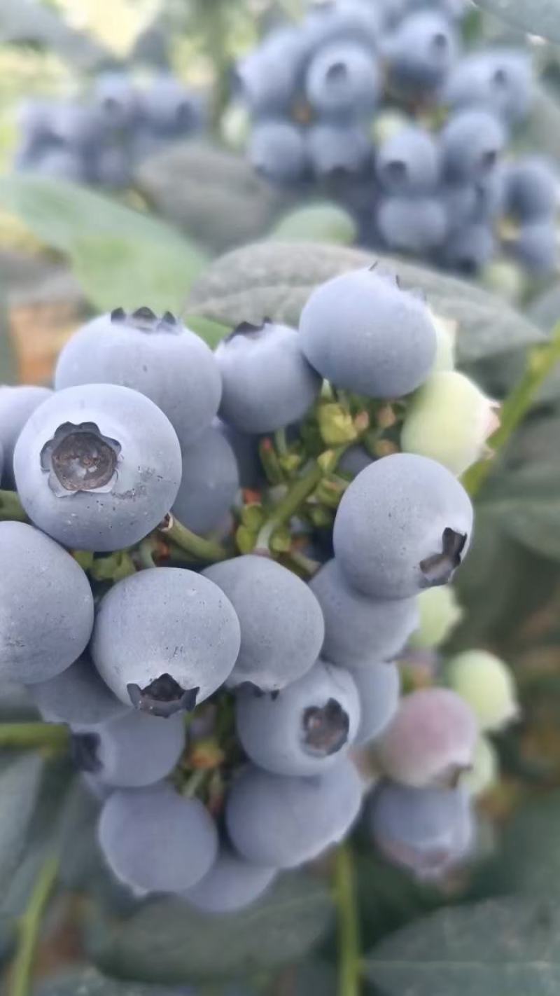 可散货，可包装，有需要的老板可以联系哈