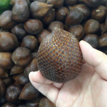刚采摘好的蛇皮果