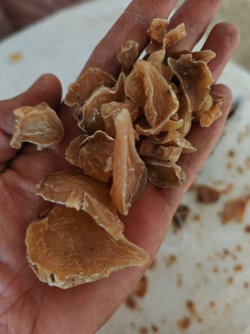 白附白附片