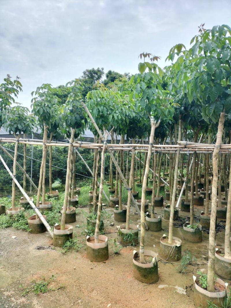 紫花风铃木嫁接绣球袋苗