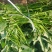 商薯19红薯苗，两百万棵接受预订