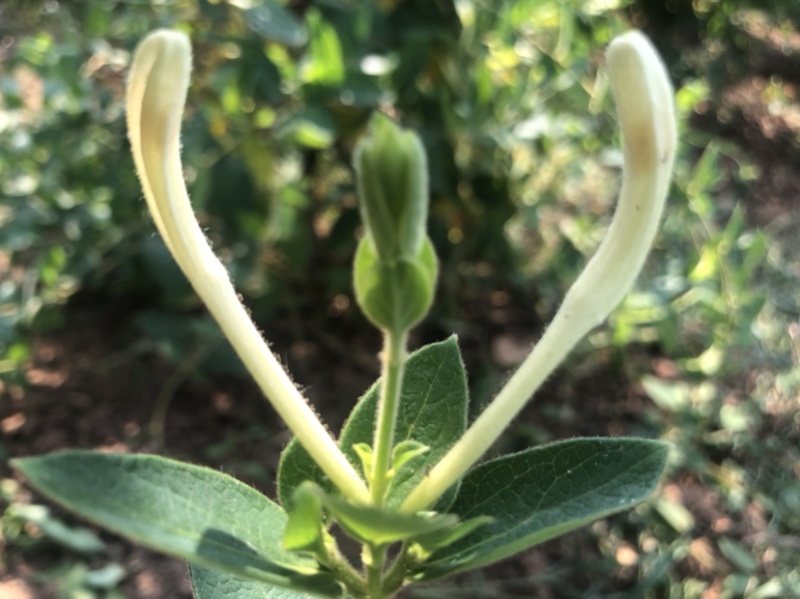 正宗金银花来自山东沂蒙山区，晒干金银花泡水喝味道杠杠滴