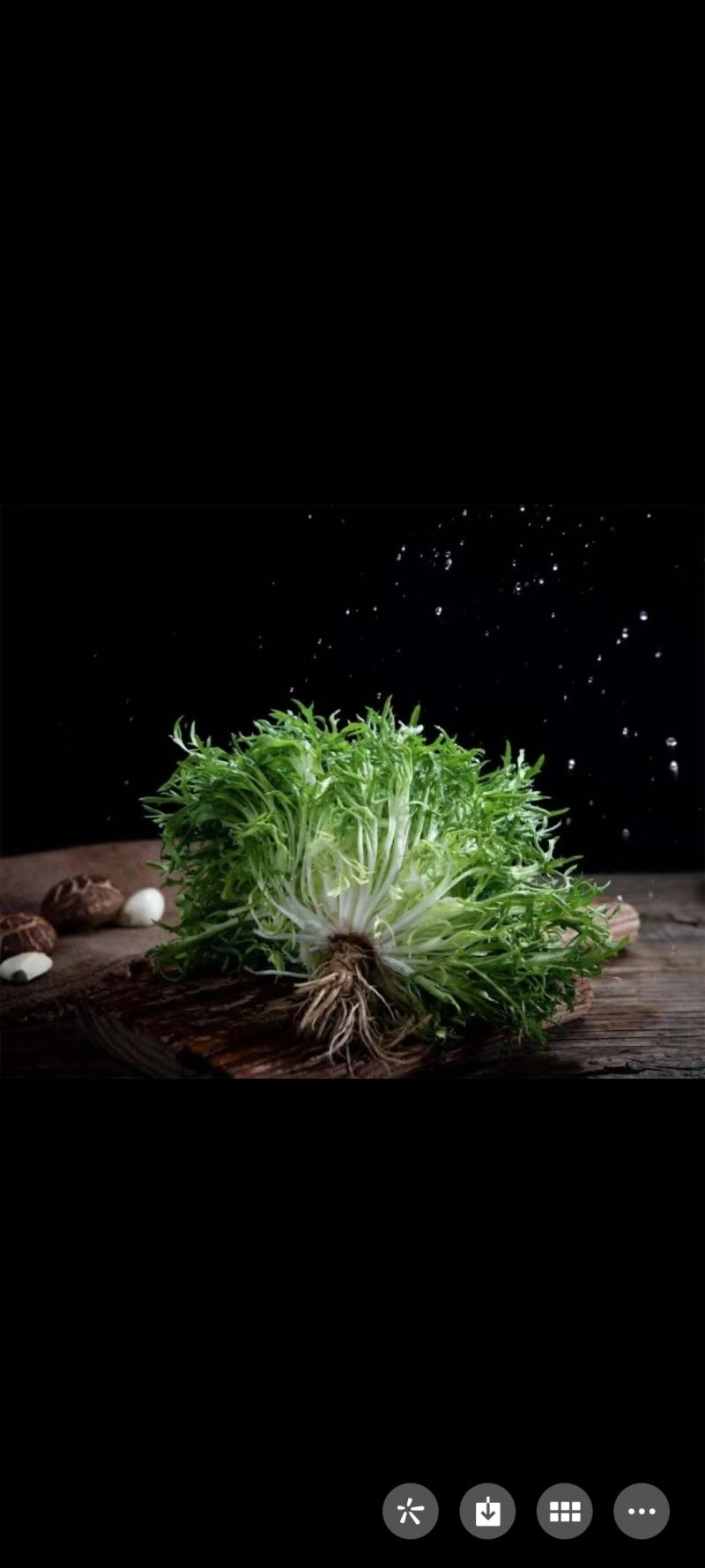 苦菊