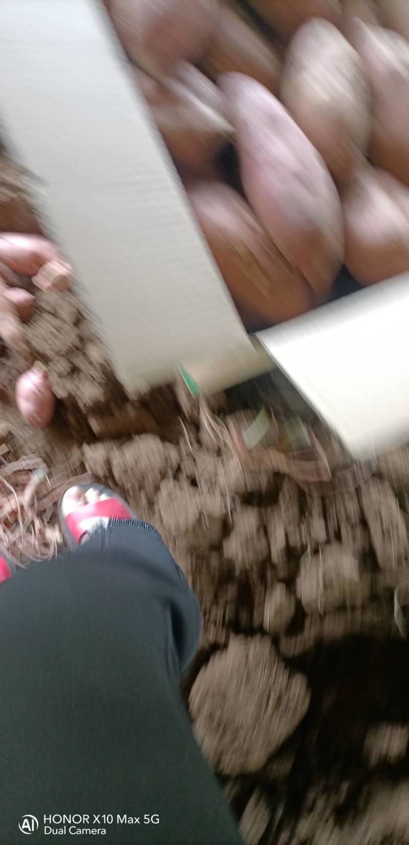 龙九地瓜大量上市