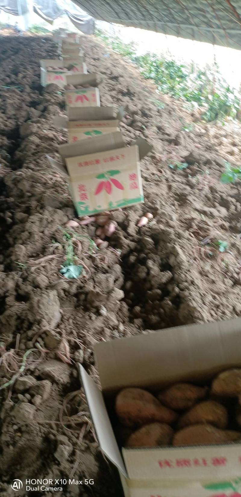 龙九地瓜大量上市