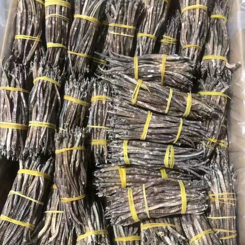 海马膨腹海马三斑海马刺海马六角龙