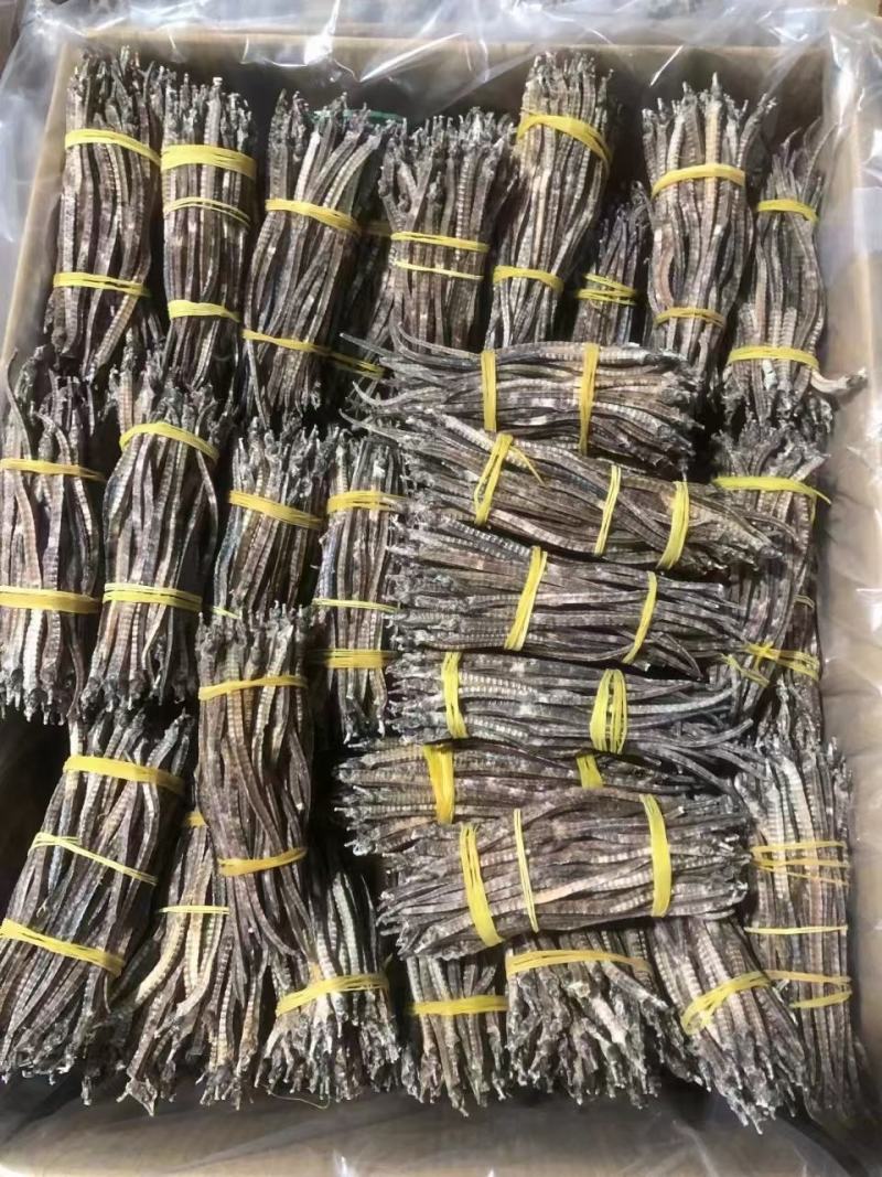 海马膨腹海马三斑海马刺海马六角龙