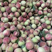 自家红香桃两万斤，6月10号成熟采摘，通果1.8元
