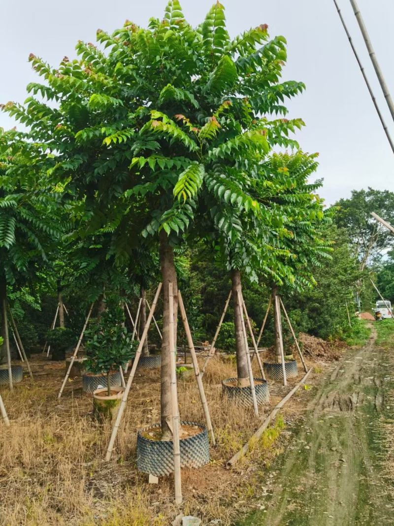 麻楝欢迎来现场看货《保障质量》《薄利多销》提供服务