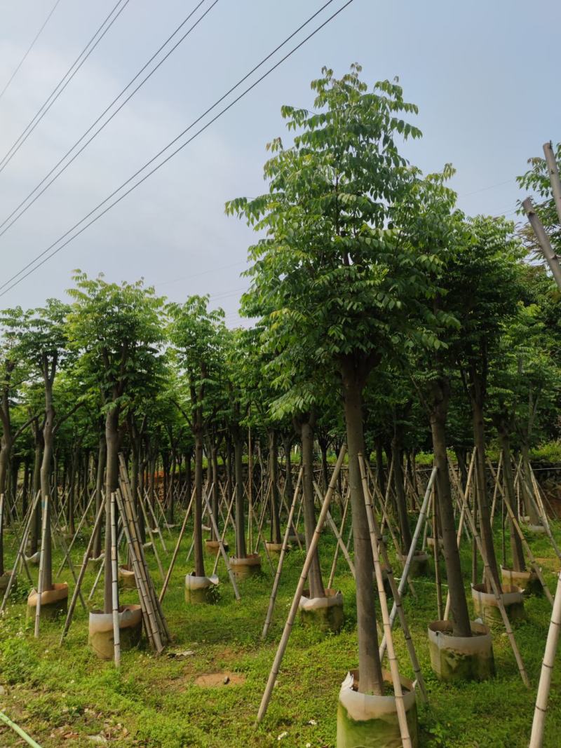 黄山栾树欢迎来现场看货《保障质量》《薄利多销》提供