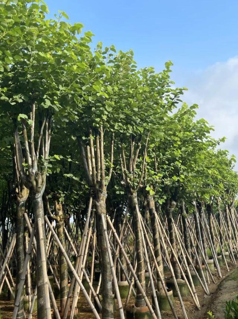 宫粉紫荆基地大量现货保证质量，售后保证，货到出现货不对版