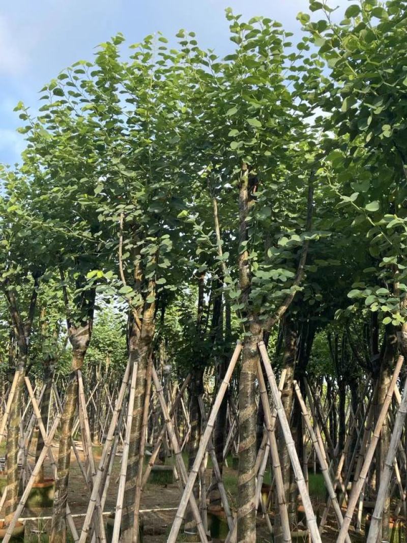 宫粉紫荆基地大量现货保证质量，售后保证，货到出现货不对版