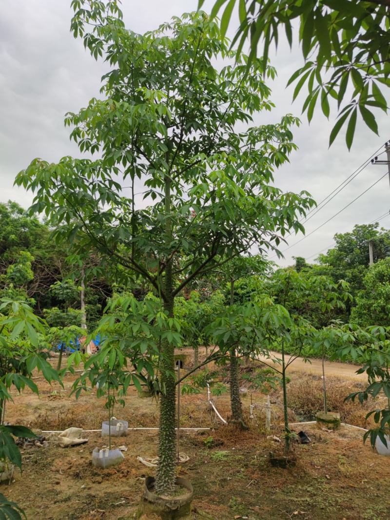 美丽异木棉欢迎来现场看货《保障质量》《薄利多销》提