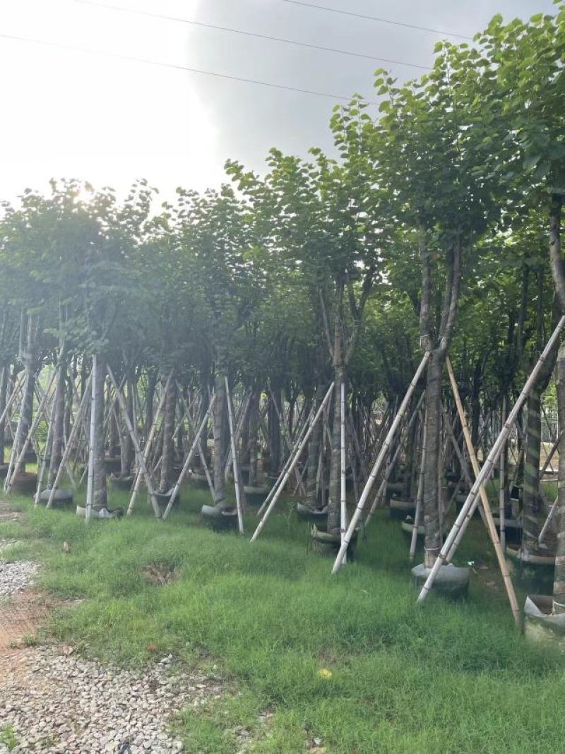 凤凰木。欢迎来现场看货《保障质量》《薄利多销》提供服