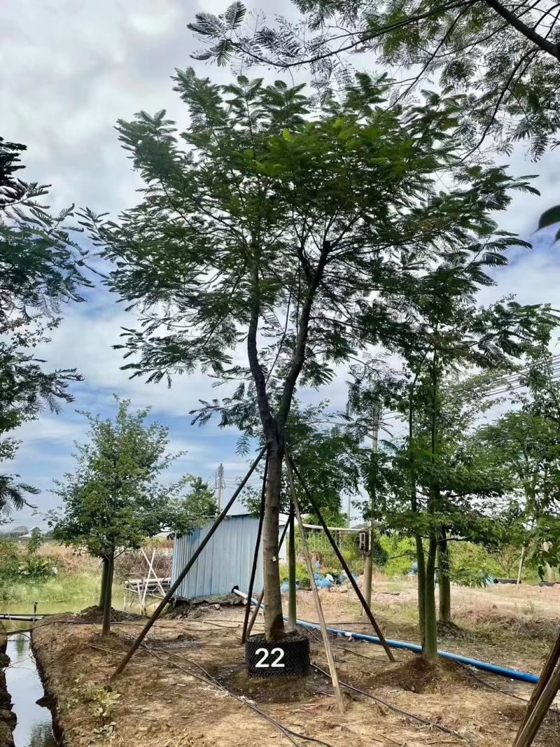 凤凰木。欢迎来现场看货《保障质量》《薄利多销》提供服