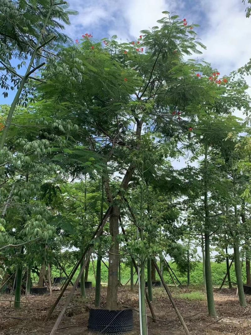 凤凰木。欢迎来现场看货《保障质量》《薄利多销》提供服
