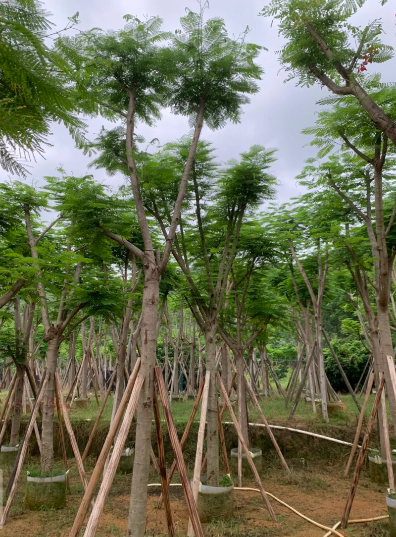 凤凰木。欢迎来现场看货《保障质量》《薄利多销》提供服