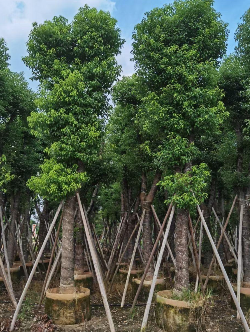 香樟。欢迎来现场看货《保障质量》《薄利多销》提供服