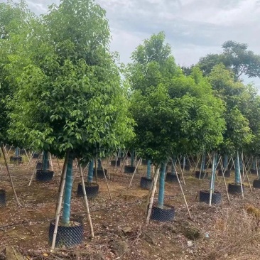 香樟。欢迎来现场看货《保障质量》《薄利多销》提供服