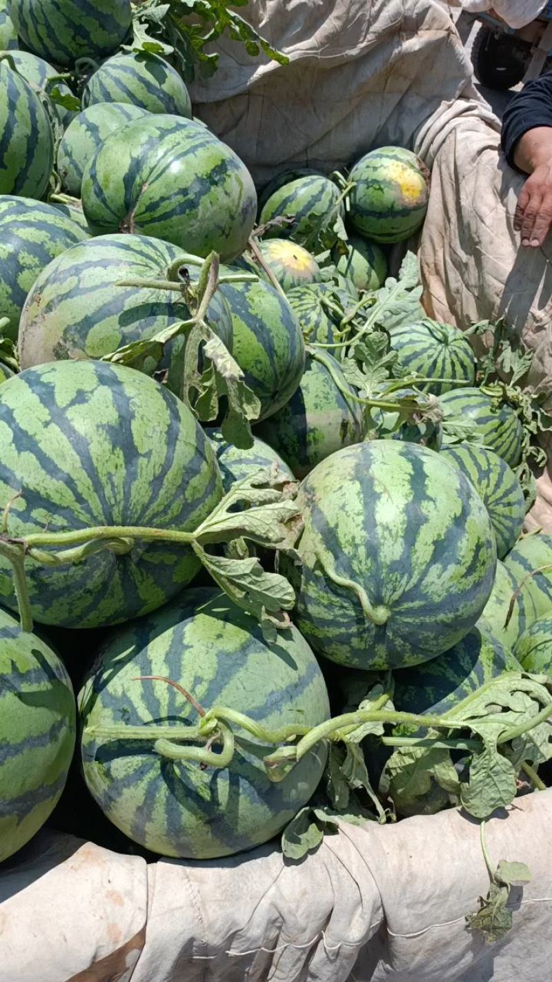 美都大量上市中，口感甜质量好薄皮大红肉，保熟保甜