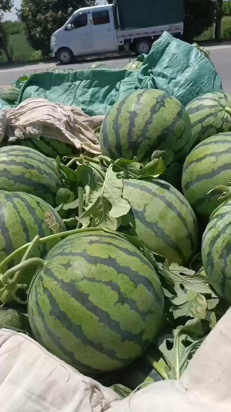 美都大量上市中，口感甜质量好薄皮大红肉，保熟保甜