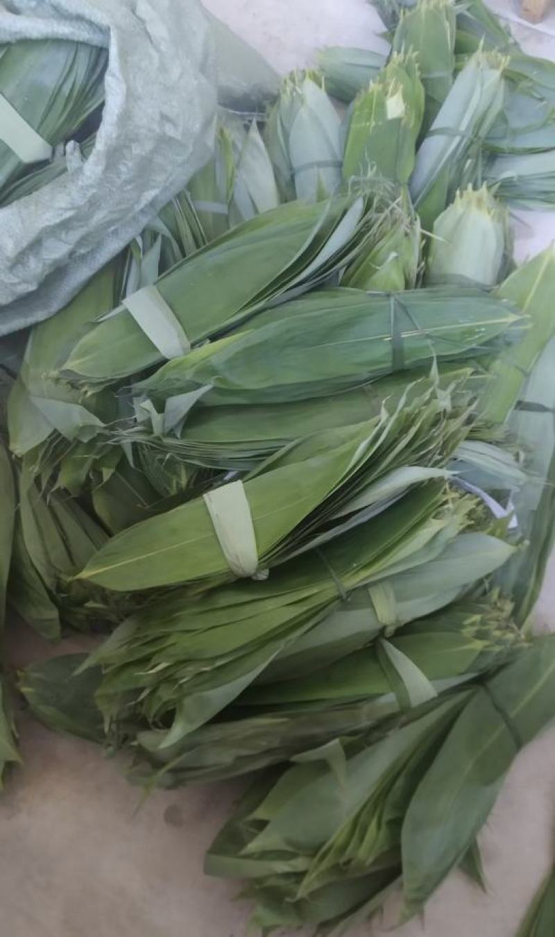 吉安新鲜粽叶深山野生天然现摘食用大粽子叶