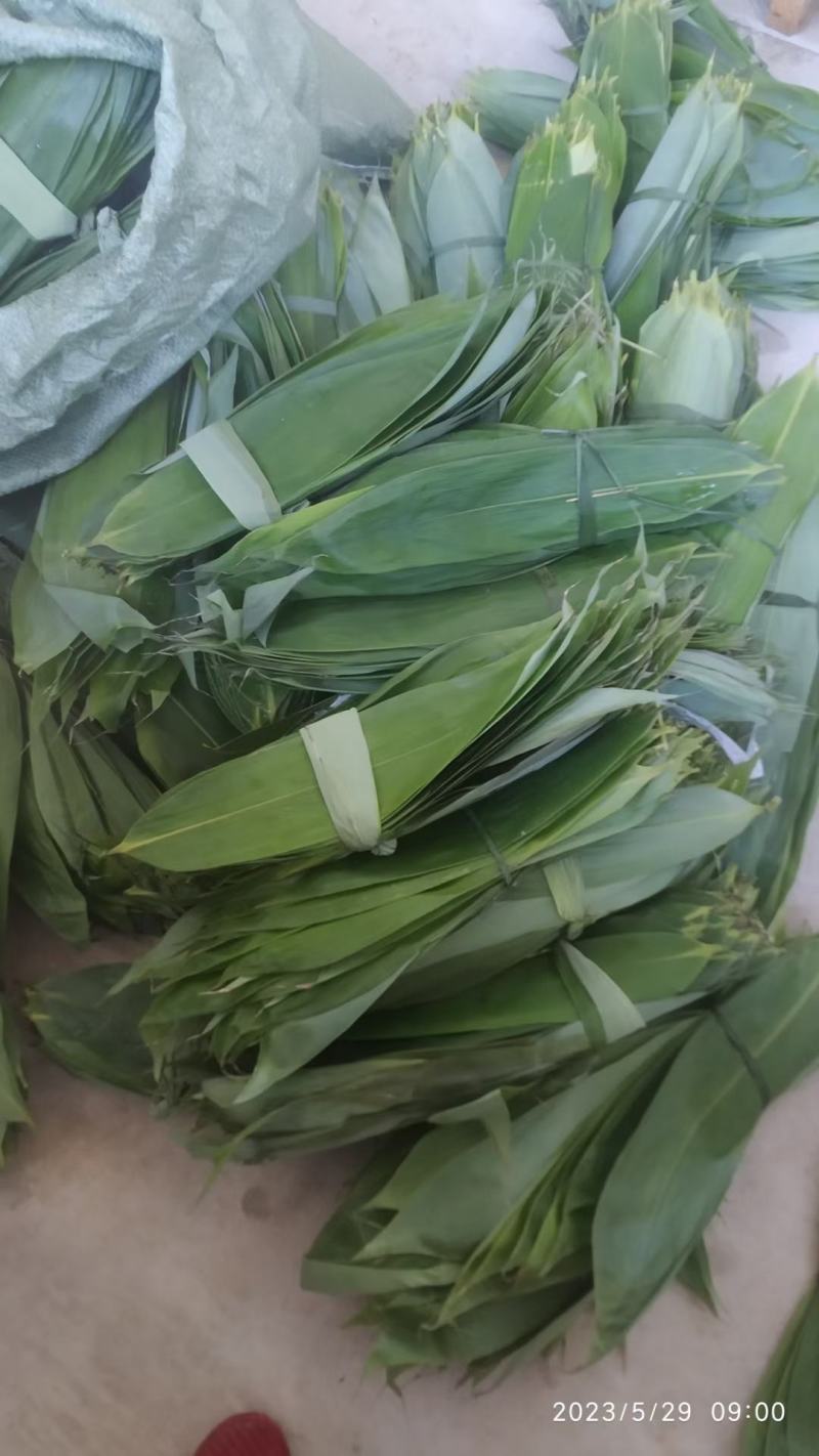 吉安新鲜粽叶深山野生天然现摘食用大粽子叶