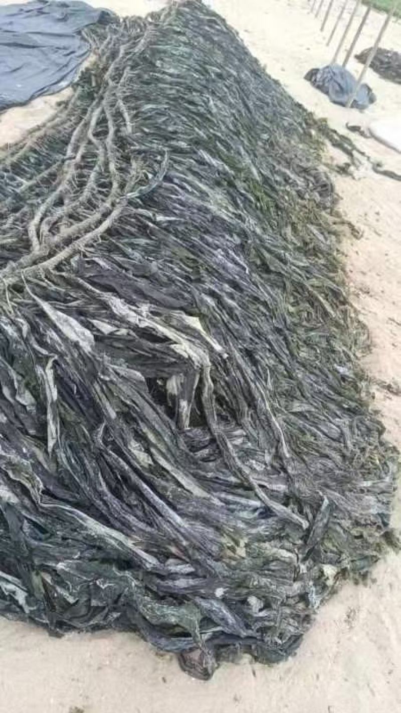 福建无沙挂菜干海带