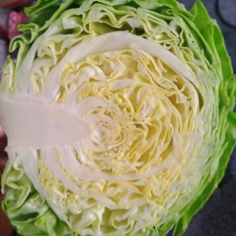 沽源圆白菜沽源县绿甘蓝圆包菜