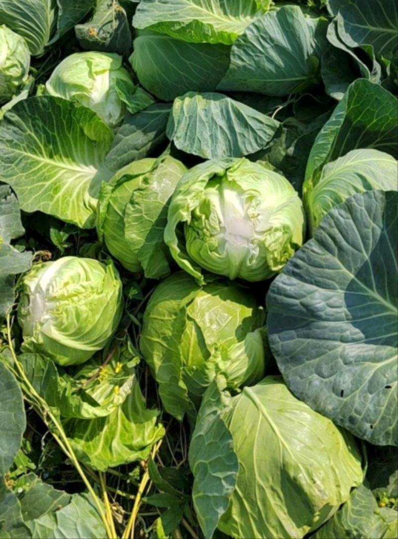 沽源圆白菜沽源县绿甘蓝圆包菜