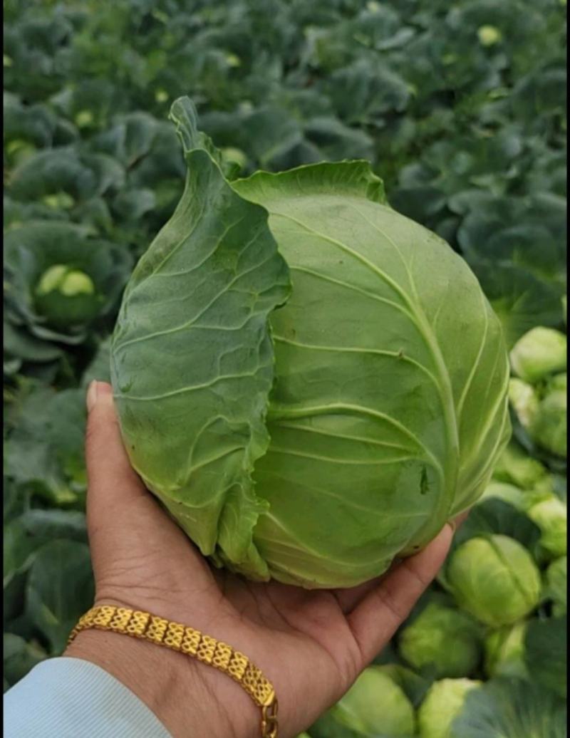 沽源圆白菜沽源县绿甘蓝圆包菜