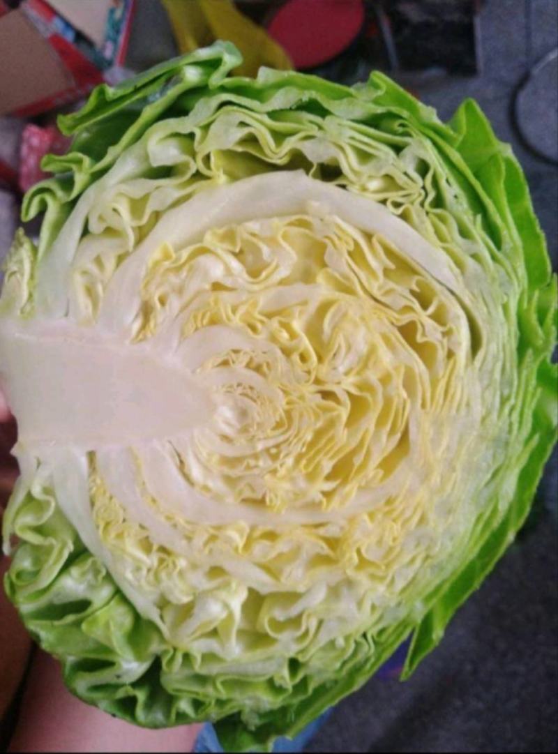 沽源圆白菜沽源县绿甘蓝圆包菜