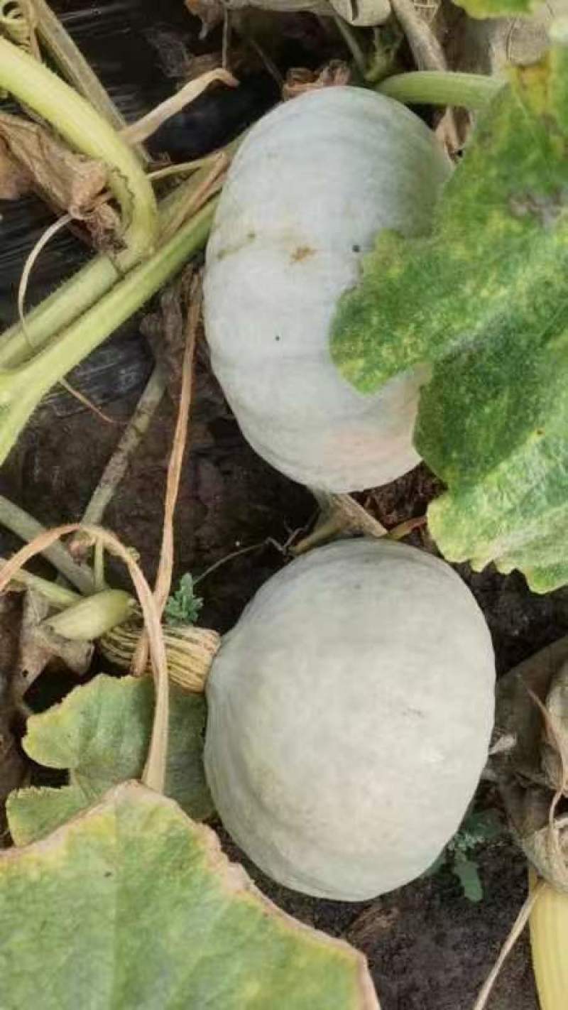 银栗
