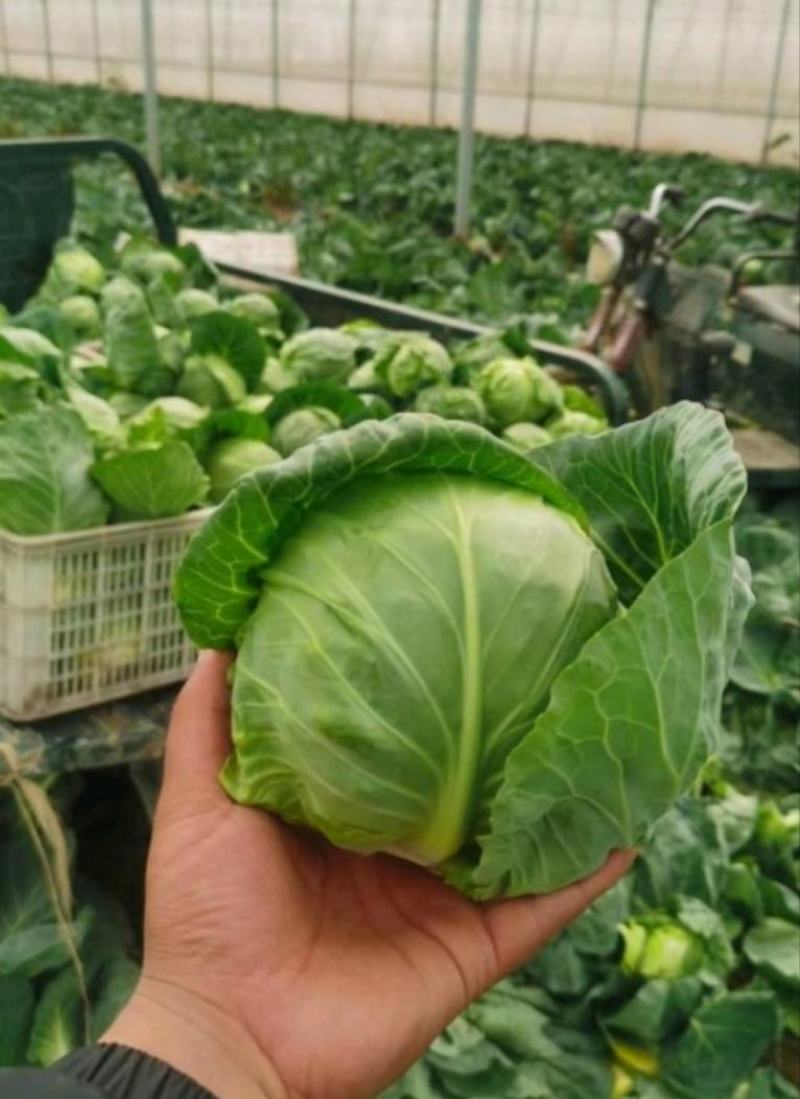 圆包菜康保县甘蓝1.5-2斤黄心