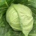 圆包菜康保县甘蓝1.5-2斤黄心