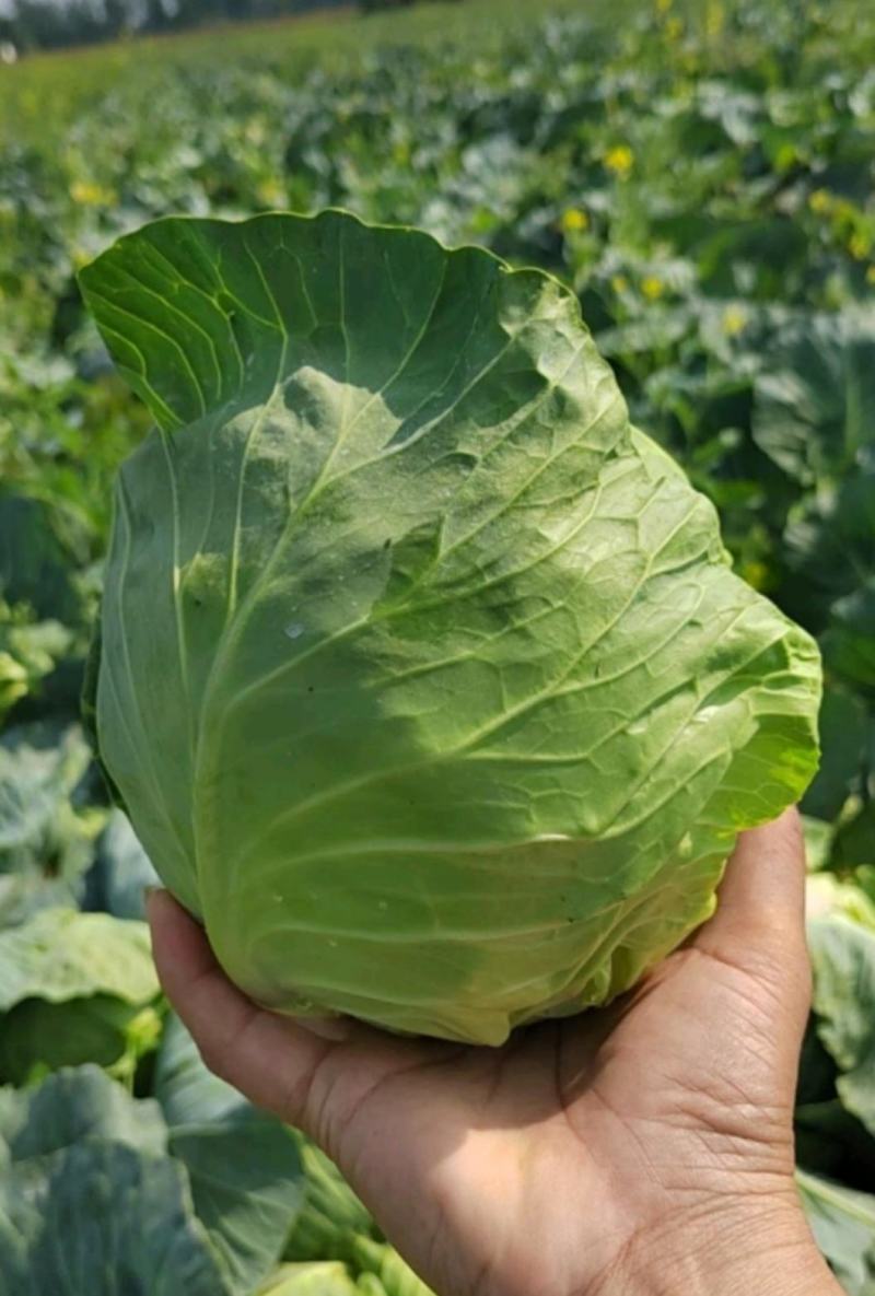 圆包菜康保县甘蓝1.5-2斤黄心