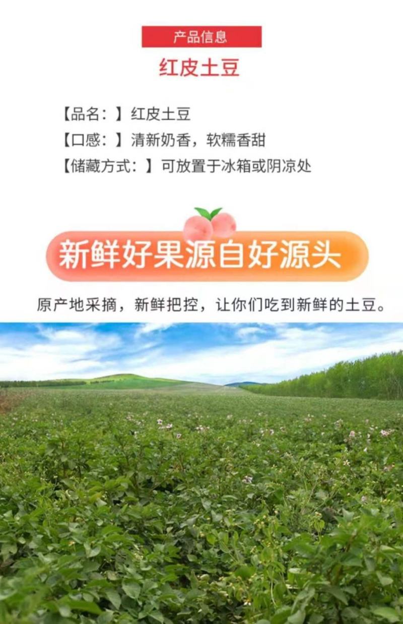 洋芋