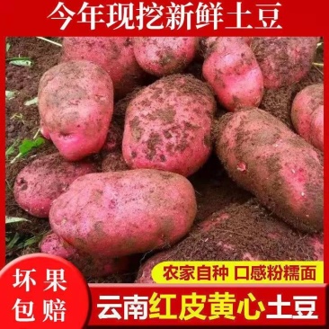 洋芋