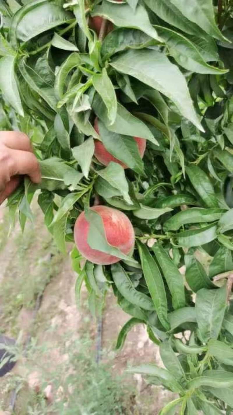 陕西大荔县苹果桃大量上市价格优惠品质保证口感好