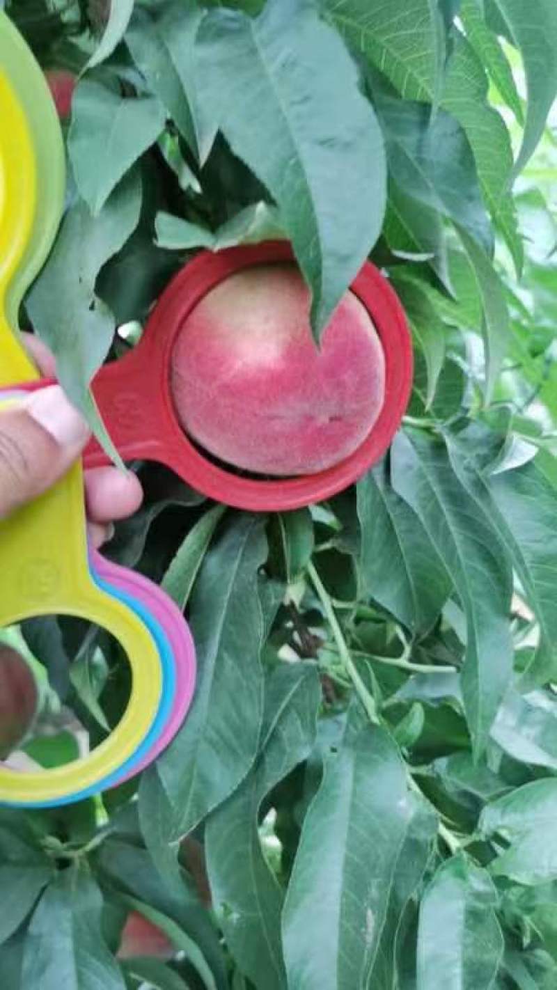 陕西大荔县苹果桃大量上市价格优惠品质保证口感好
