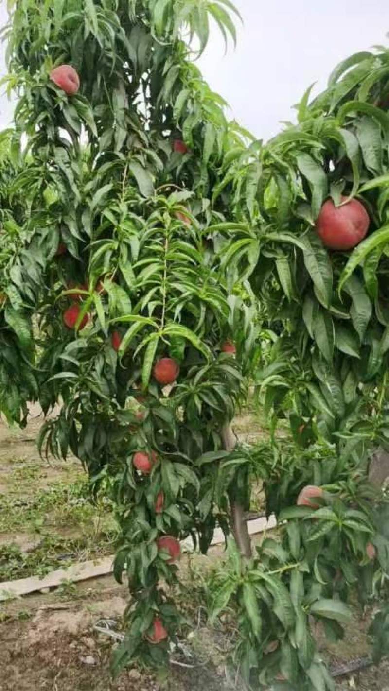 陕西大荔县苹果桃大量上市价格优惠品质保证口感好