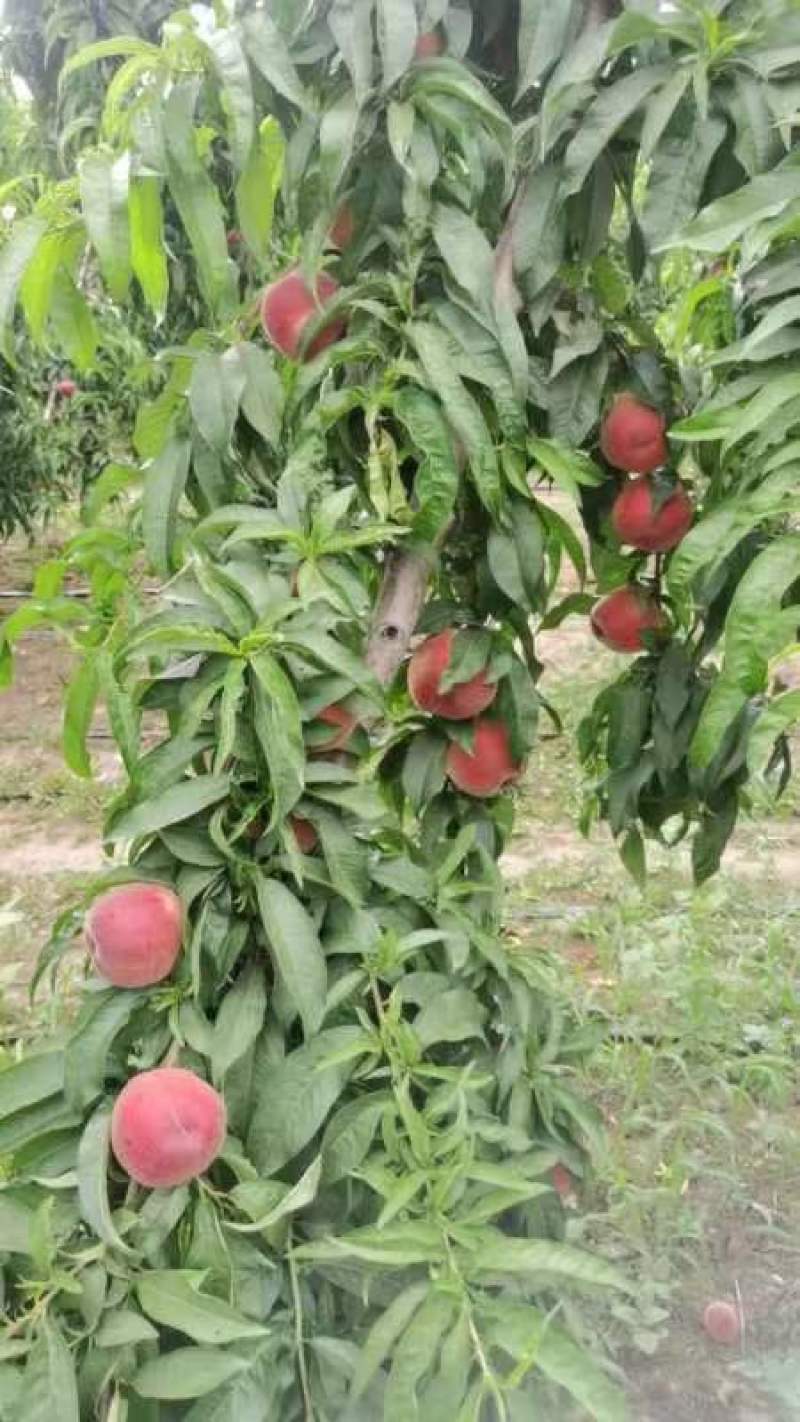 陕西大荔县苹果桃大量上市价格优惠品质保证口感好