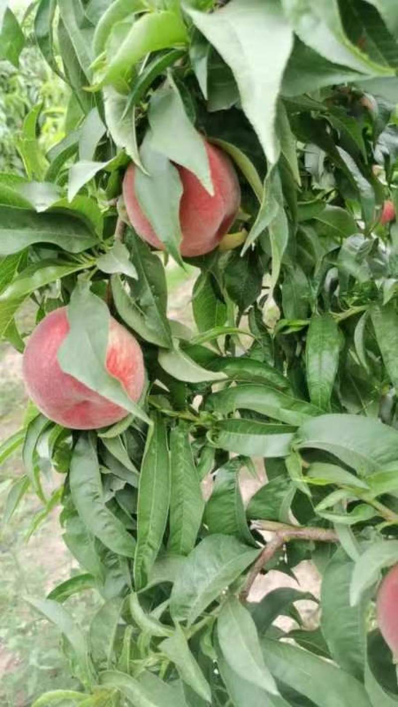 陕西大荔县苹果桃大量上市价格优惠品质保证口感好