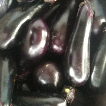 千两二号子龙茄子进口品种品质特别好地头直供