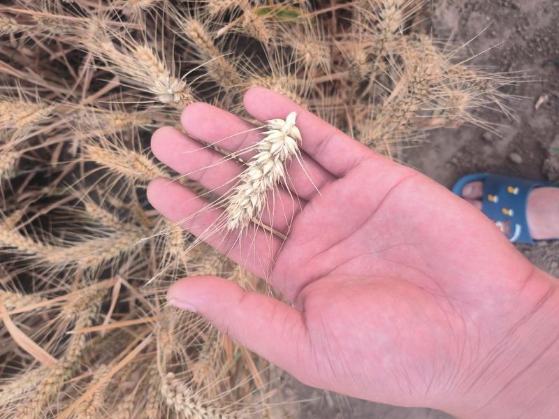 牛商推荐大量小麦上市了欢迎老板大量收购