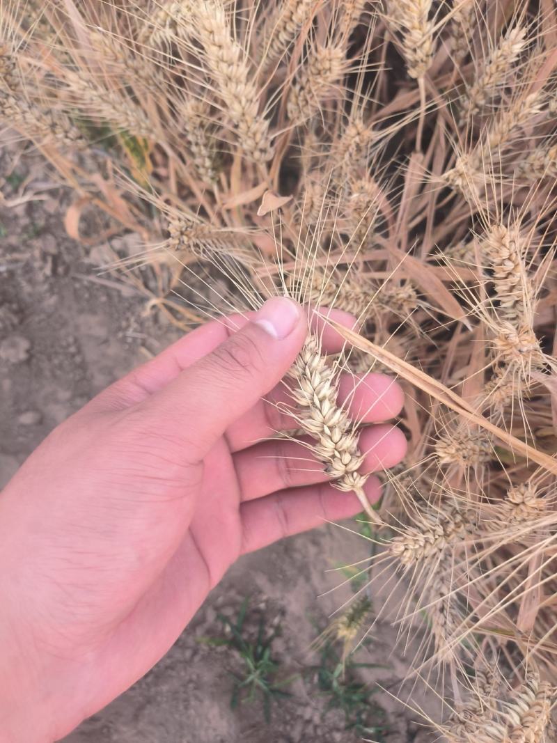 牛商推荐大量小麦上市了欢迎老板大量收购